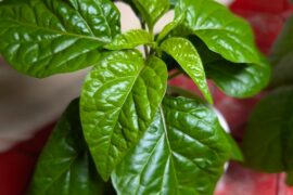 Stem girdled with white fungus, plant looks healthy otherwise