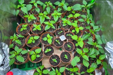 As a first timer I'd like to know what the pros think of my set up/ strain line up ?