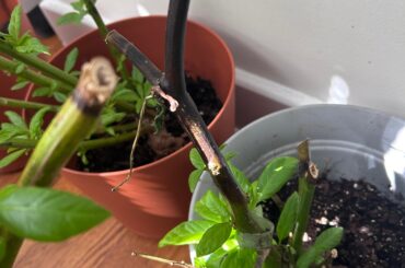 Worries about my Overwintered Peppers