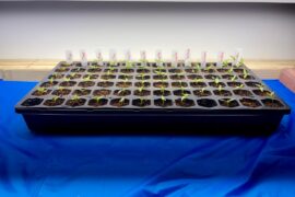 Two-week-old seedlings!