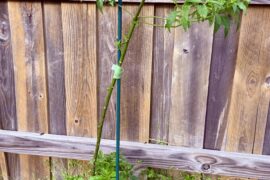 If you want a tough pepper plant