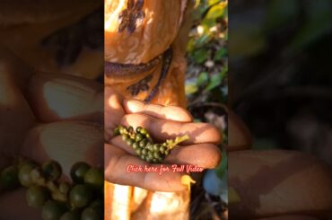 Traditional Black Pepper Process & Black Pepper Chutney | कोकणी पध्दतीने बनवलेली काळीमिरी आणि मिरपूड