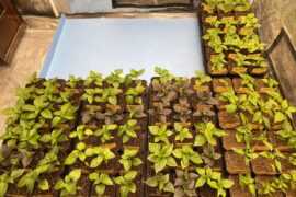Round one of Seedlings