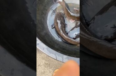 Simple Catfish Peppersoup Recipe | Nigerian Cooking Vlog #peppersoup #dailyvlogs #foodvlogs