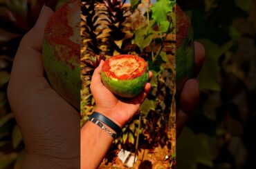 Chilli Guava Juice Recipe 🍏 #chilli #guava #juice #viral #recipe #shorts #easyrecipe #foodie #short