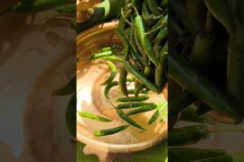 చల్ల మిరపకాయల తయారీ విధానం (dahi mirchi recipe)#chilli #spicy #summer