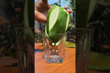 Delicious Mango With Red Chilly Salt 🤤🥭