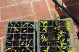 Help with seedlings!