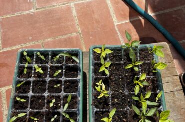 Help with seedlings!