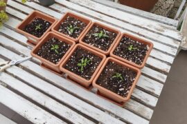 First repot After 1.6 months!