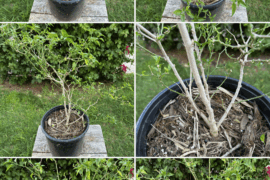 Seeking Pruning Advice (Chiltepin)