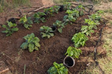 It's really hot and had to transplant a week or two before I wanted.