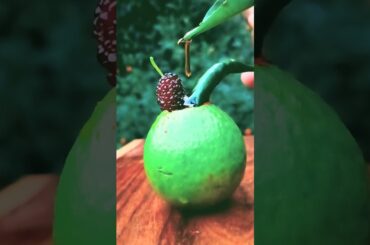 traditional Guava + Mulberry +Green chilli chaat recipe🤤#shorts #food #masala #guava#Tamarind#Chilli