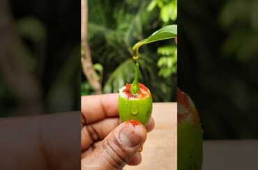 Fresh Mini Mango & Mini Chilli Masala 🤤🤤 #shorts #mango #trending