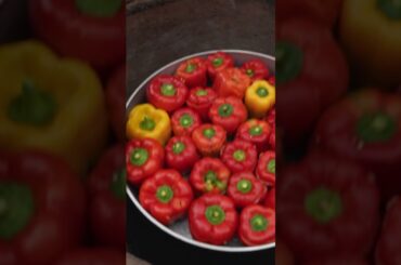 Stuffed Pepper Delight: A Flavorful Recipe