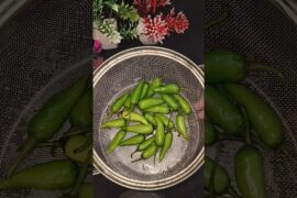 Benifits of green chilli 🌶️ #ytviral #recipe #yt #cooking #ytshorts #healthtips #greenchilli #shorts