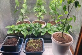 Thoughts? Planted them Feb 1