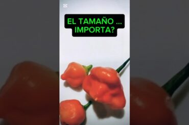 ❓ AJIES PEQUEÑOS.  Los guardo o los tiro? #chilespicantes #chilli #recetas