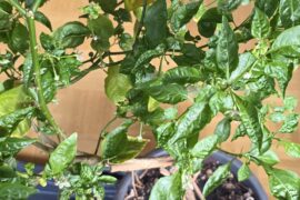 What is wrong with my reapers?