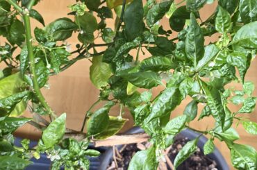 What is wrong with my reapers?