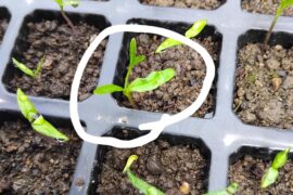 Why is this seedling growing like this?