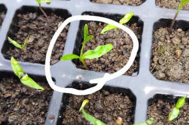 Why is this seedling growing like this?