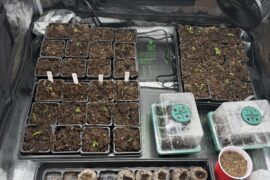 First Up-Potting Complete