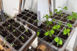 17 days difference in seedlings