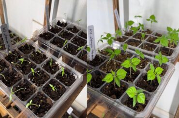 17 days difference in seedlings