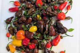 Today's harvest 99%GhostBirds