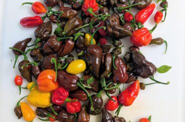 Today's harvest 99%GhostBirds