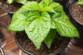 Stunning "Super Bhut Jolokia"