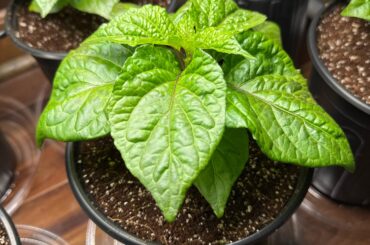 Stunning "Super Bhut Jolokia"