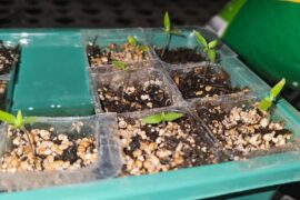 Chiltepins, just growing so freaking slow! I need some advice about potting medium and when to transfer :(