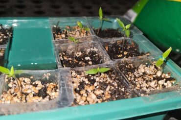 Chiltepins, just growing so freaking slow! I need some advice about potting medium and when to transfer :(