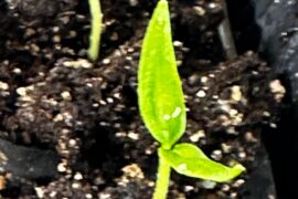 Already? Am I just now realizing how quickly roots grow following germination?