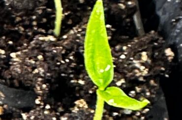 Already? Am I just now realizing how quickly roots grow following germination?