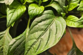 White spots on Scotch Bonnet Plants