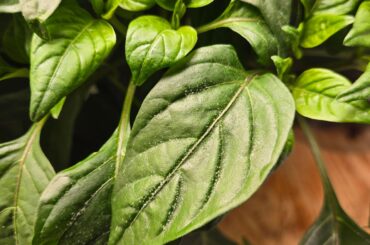 White spots on Scotch Bonnet Plants