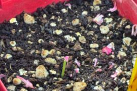 Pepper seedling top leaves clipped off??