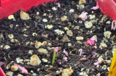 Pepper seedling top leaves clipped off??