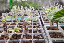 Wild/Mutant/Variegated/Cross grow update 2026