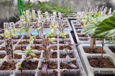 Wild/Mutant/Variegated/Cross grow update 2026