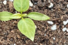 what's happening to my seedlings