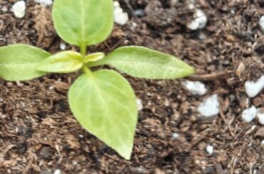 what's happening to my seedlings