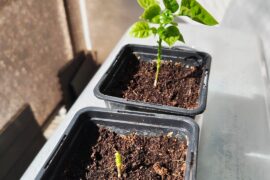 Will he bounce back?