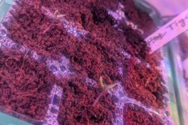 Left my seeds germinating while we traveled a few days..