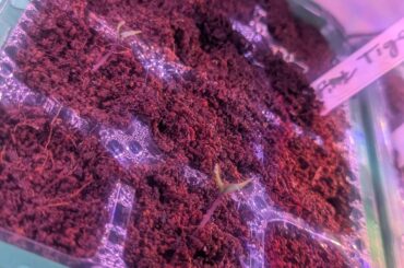 Left my seeds germinating while we traveled a few days..