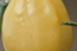 *Barely* Stripey Peppers! (Omnicolour x Tangerine Tiger F2)