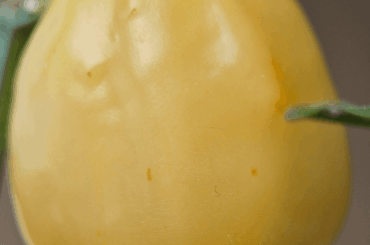 *Barely* Stripey Peppers! (Omnicolour x Tangerine Tiger F2)